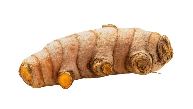 Turmeric root rhizome with textured skin and orange flesh