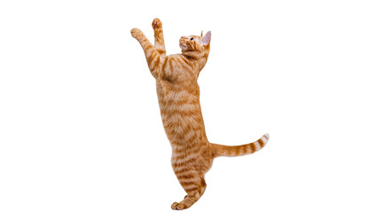 Orange tabby cat standing on hind legs reaching up