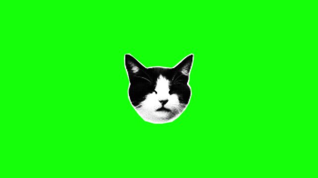 Close-up of a Cat's Head on Green Screen Background for Digital Compositing