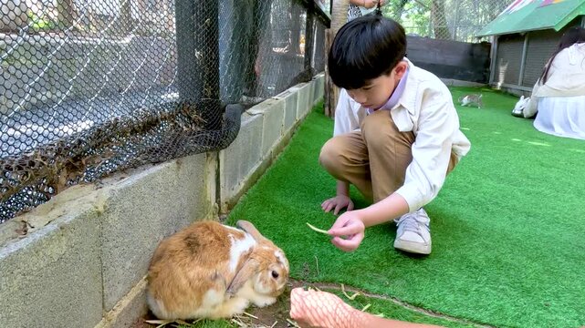 Young Asian Boy Crouching and Feeding a Rabbit at Petting Zoo