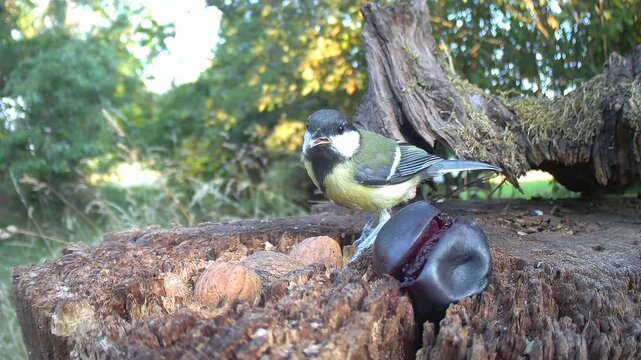 Kohlmeise, Parus major
