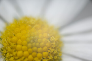 blume gänseblümchen natur pflanze nah makro © fotorena.de