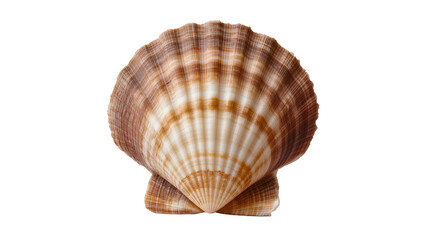 Scallop seashell with brown and white stripes © Leon