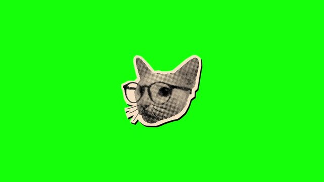 Close-up of a Cat Head on Green Screen Background for Video Editing
