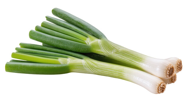 Fresh green onions with white bulbs and green stalks
