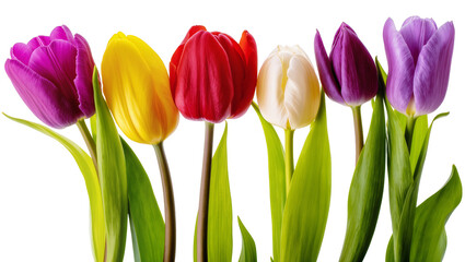 Obraz premium Six colorful tulips purple yellow red white, and violet