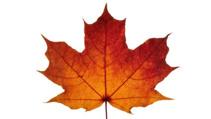 Fototapeta premium Red and orange maple leaf with visible veins