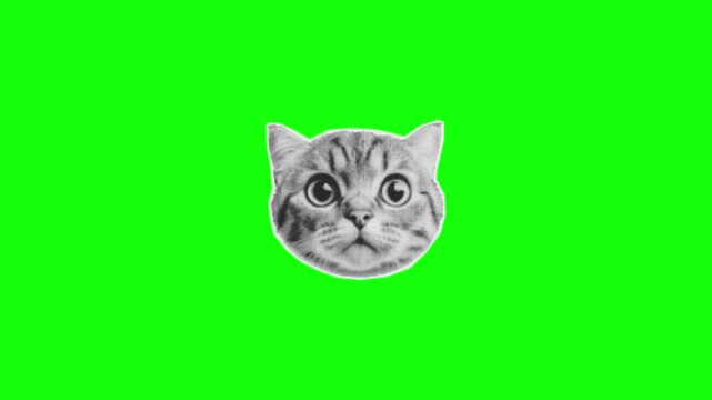 Close-up of a Cat Head on Green Screen Background for Video Editing