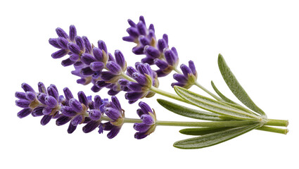 Purple lavender sprigs with green leaves © Anna