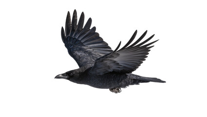 Black crow bird in flight with wings spread wide © Emma