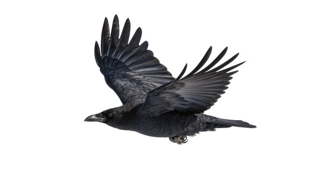 Black crow bird in flight with wings spread wide