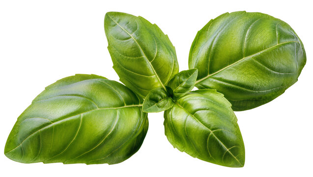 Fresh green basil leaves with visible veins