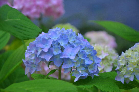 Blue - lavender Hydrangea macrophylla summer blooming ornamental shrub. Closeup outdoors  flowering inflorescence . Growing , planting Hydrangea shrub. 