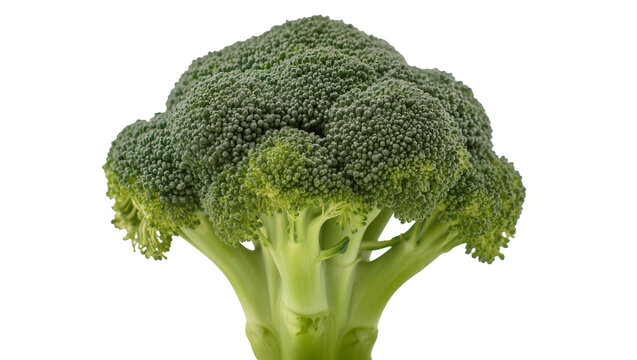 Fresh green broccoli head with thick stem