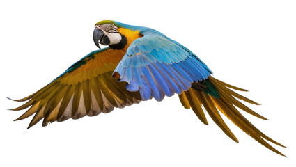 Blue and yellow macaw parrot flying with wings spread © Emma
