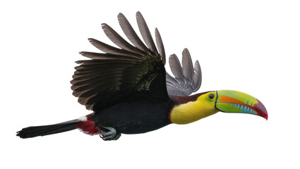 Fototapeta premium Keel-billed toucan bird in flight with colorful beak and spread wings