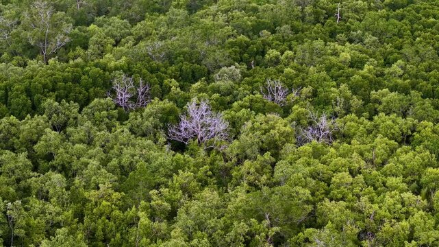 Aerial shot showing dense green mangrove canopy with several leafless dead trees.