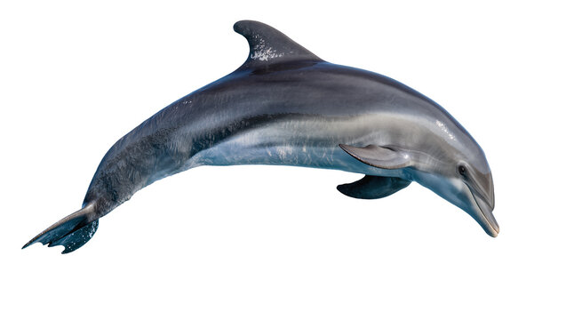 Gray dolphin swimming with fins and tail visible