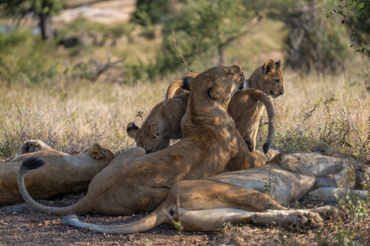 Lion cubs rub on their mother's chest while the rest of the pride is sleeping around them, Greater Kruger. 