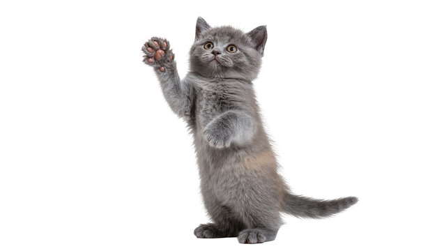 Fluffy grey kitten standing on hind legs with one paw raised