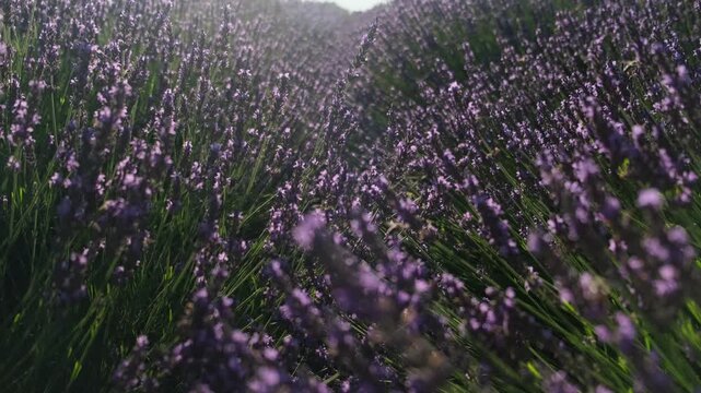 A lavender field, fragrant lavender bushes are swaying in the wind, bees are buzzing over the flowers, collecting pollen, everything is flooded with sunlight.