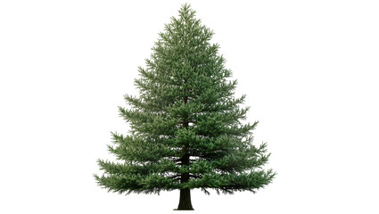 Obraz premium Tall green pine tree with dense branches and dark bark