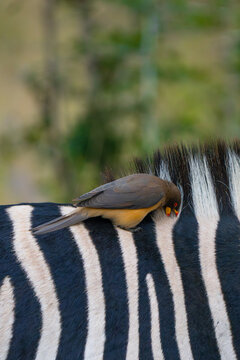 Closeup of a yellow-billed oxpecker cleaning a zebra's fur, Greater Kruger. 