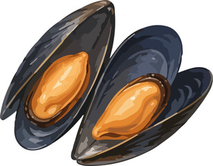 Fresh Mussels Illustration Isolated Seafood Ingredient For Cooking Menu And Food Design © Adzzz Design