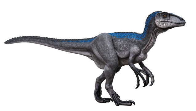 Gray Velociraptor dinosaur with blue stripes on back