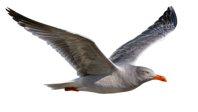Seagull bird in flight with wings spread wide