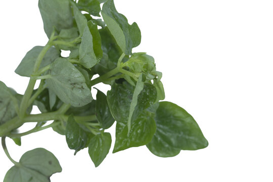 Fresh cluster of peperomia pellucida herbs isolated on png background for recipes