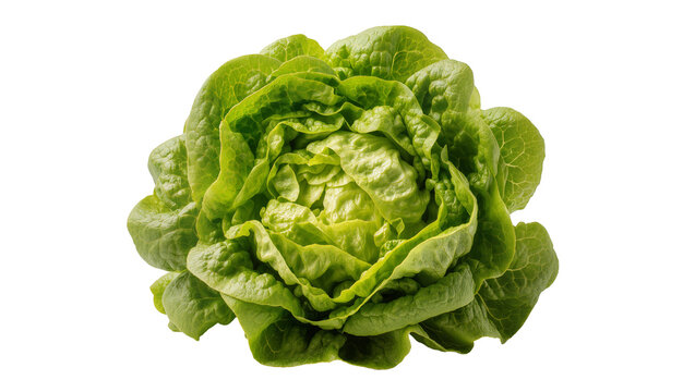 Fresh green butter lettuce head with ruffled leaves