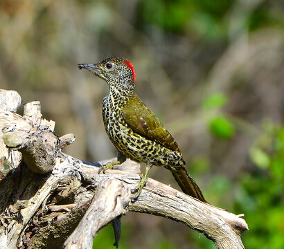 Knysna Woodpecker