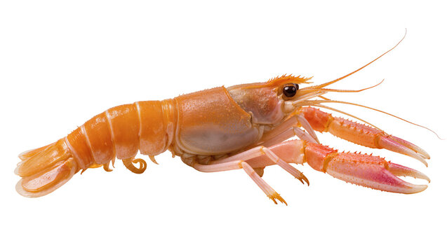 Orange cooked langoustine with claws and antennae