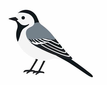 Elegant black and white wagtail bird with distinctive long tail in minimal flat vector style. Common European garden bird ideal for nature, wildlife and ornithology projects.