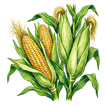 Vibrant Corn Stalks with Ears of Maize in Green Field.