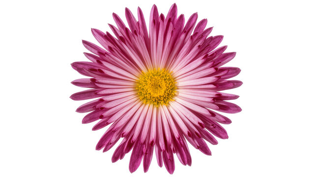 Pink and yellow chrysanthemum flower bloom