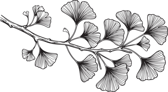 Vintage ginkgo biloba branch vector, hand drawn botanical line art illustration, black and white ginkgo leaves on stem, elegant floral design element