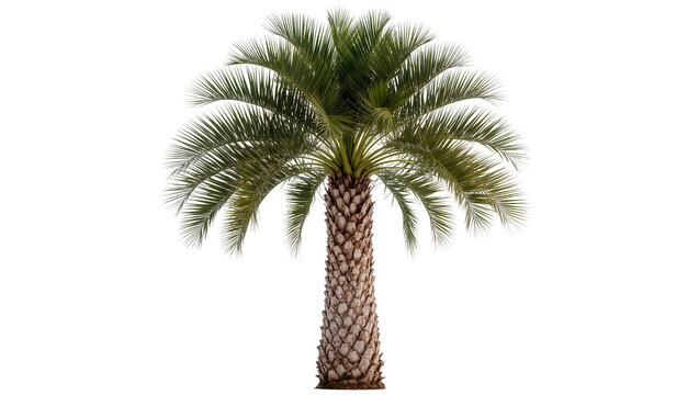 Tall palm tree with green fronds and textured trunk