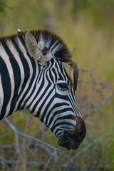 Fototapeta premium A yellow-billed oxpecker sits on the forehead of a plains zebra, Greater Kruger. 