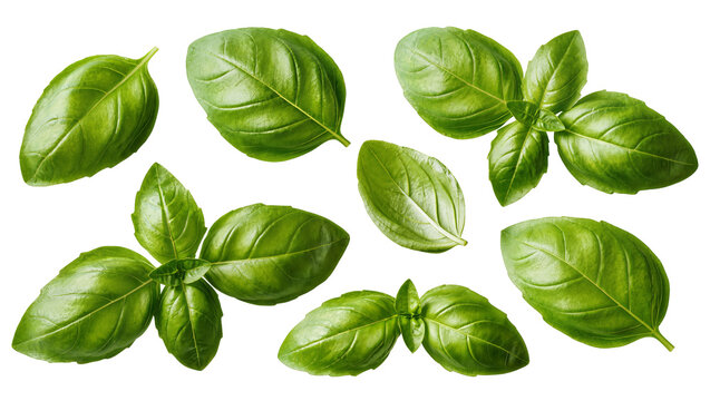 Fresh green basil leaves arranged in a pattern