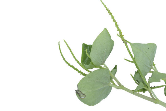 Peperomia pellucida plant branch with green leaves isolated on png background now
