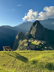 Fluffy llama family in Machu Picchu © KTWorld
