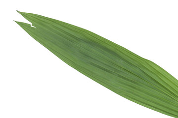 Obraz premium Long green palm leaf on png background with parallel venation for design