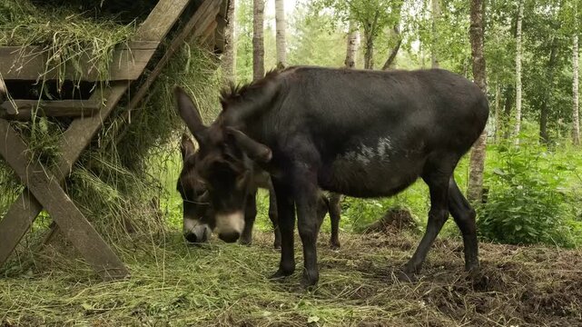 black donkey stomping hoof and swishing tail to repel insects while eating hay. annoyed donkey fights flies at wooden feeder in forest pasture. concept of donkey defense against pests on organic farm