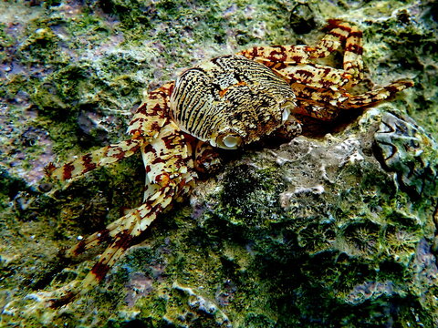 Philippines sea life