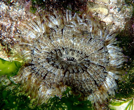 Philippines sea life