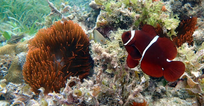 Philippines sea life