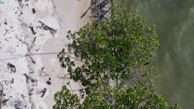 Aerial drone footage of crows flying over mangrove tree
