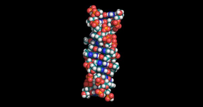 Z-DNA, 3D space-filling model vertical 4K spinning
